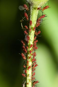 many Aphids on a flower stem.