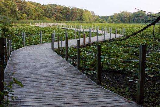 A Boardwalk winds it's way over a Swamp.