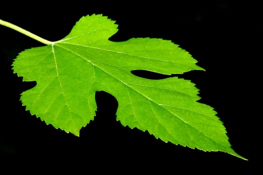 Green Maple leaf isolated with black background.
