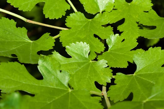 A cluster of Maple Leaves on the Tree.