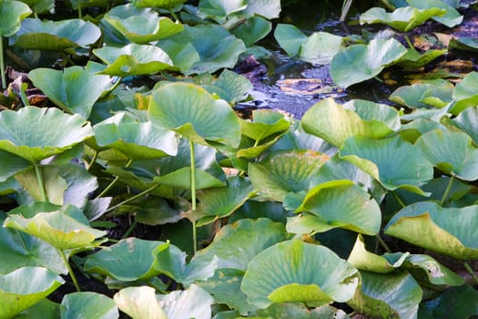 Lilly pad leafs during a low water situation.