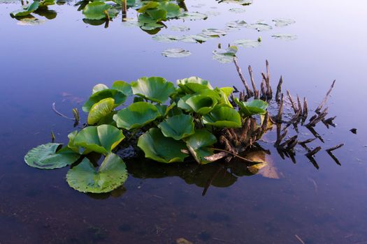 A cluster of Lilly pad leafs during a low water situation.