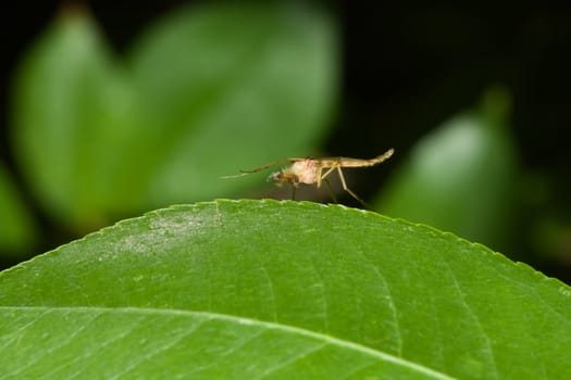 A mosquito on green leaf in the wild.
