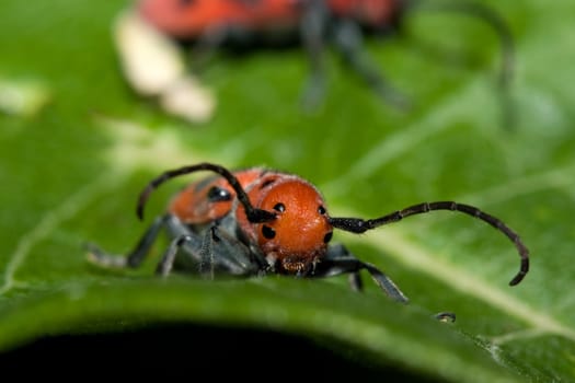 Red Milkweed Beetle eating it's way around a leaf.