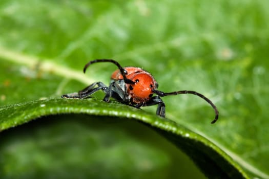 Red Milkweed Beetle eating on a tree leaf.