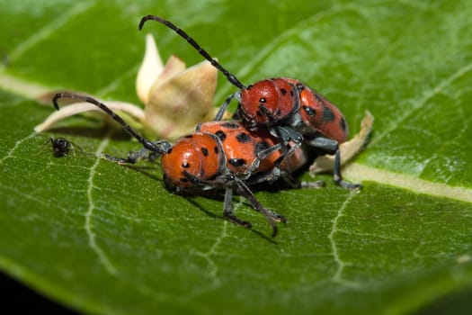 Two Red Milkweed Beetles Mating on a leaf.