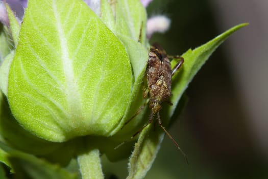 Shield bug (Hemiptera, suborder Heteroptera) walking on a plant.