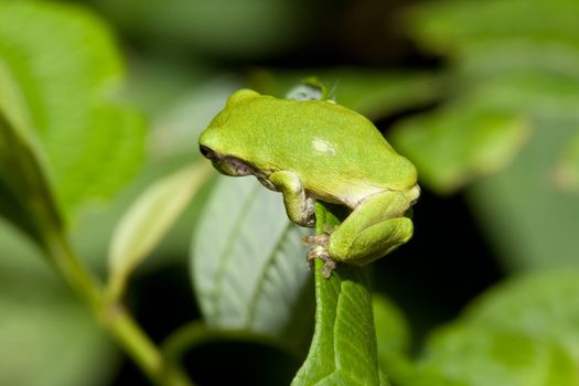 Cope's Gray Tree frog grabs tight to a leaf.