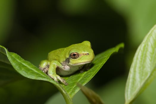 Immature gray tree frog sitting on a leaf.