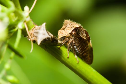 A Pair of Shield Bugs on a plant.