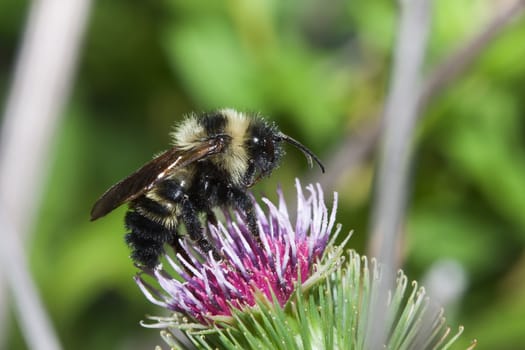 Golden Northern Bumblebee on a thistle flower.