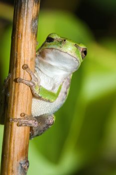 One Eyed Cope's Gray Tree frog hanging on to a branch.