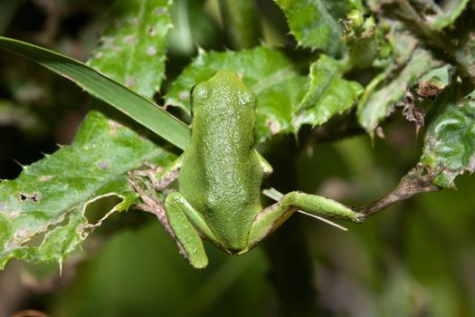 Cope's Gray Tree frog hanging on to a leaf.