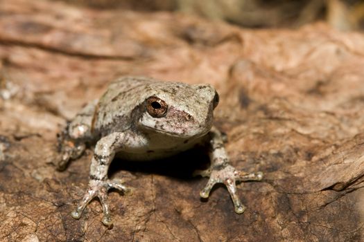 Cope's Gray Tree frog standing at attention.