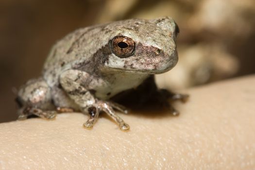 Cope's Gray Tree frog looking very attentive.