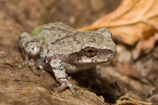 Eastern Gray Tree Frog standing on some leaves.