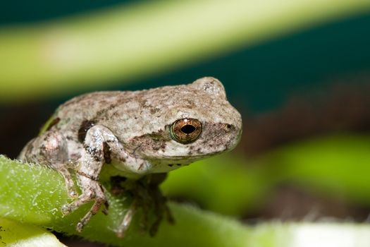 Cope's Gray Tree frog standing on a plant branch.