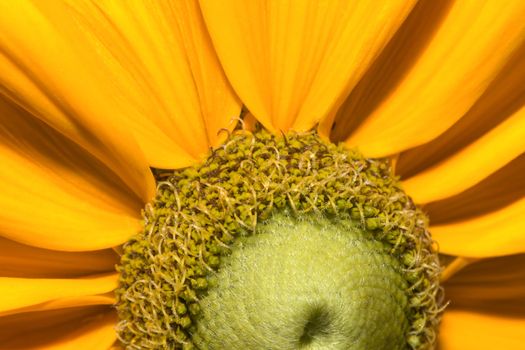 Close up of a young black eyed susan flower.