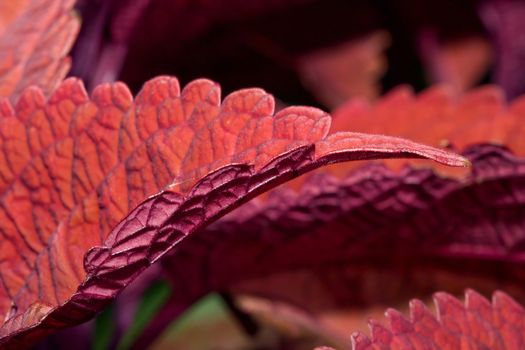 Beautiful Coleus plants bunched together in a cluster.