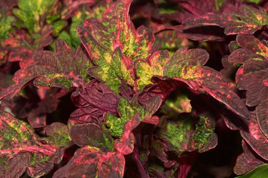 Beautiful Coleus plants bunched together in a cluster.