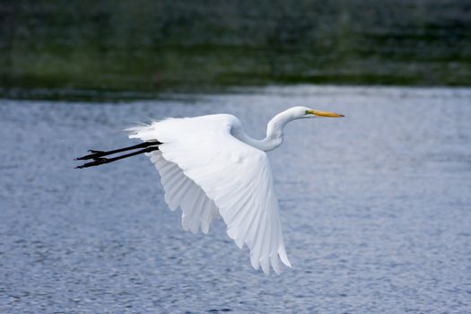 Great White Egret Flying to a new fishing location.