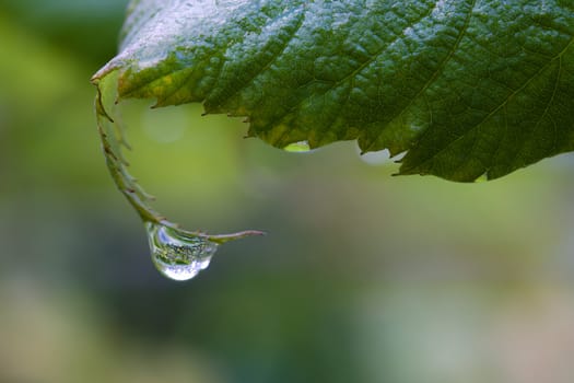 One dew drop holds on to a leaf.