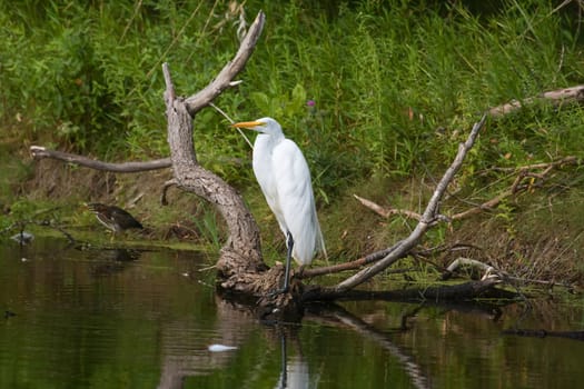 Great White Egret Perched along the swamps bank.