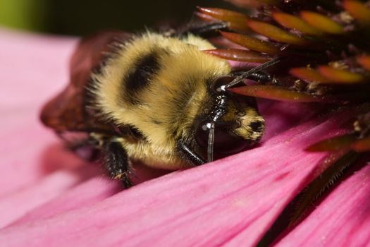 Golden Northern Bumblebee laying down on a cone flower.