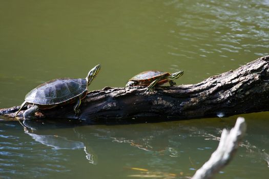 Two Painted Turtle Sunning on a log.