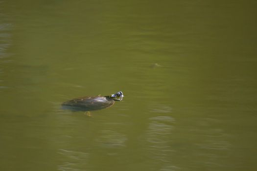 Painted Turtle coming up for air in the swamp.