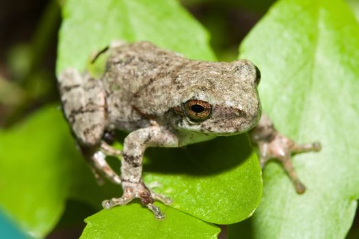 Cope's Gray Tree frog standing on a plant leaf.