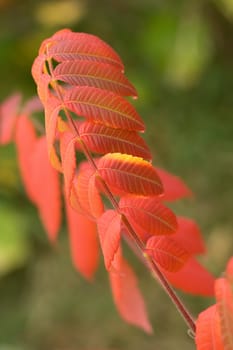 Autumn Colors of 2009 were the best in years.