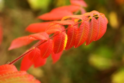 Vibrant fall colors of a tree branch.