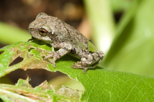 Cope's Gray Tree frog standing on a plant leaf.