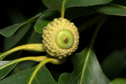 Oak acorn, fruit of the oak tree (Quercus sp.).