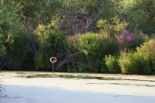 A lone perch in the middle of a pond at a Bird Sanctuary.