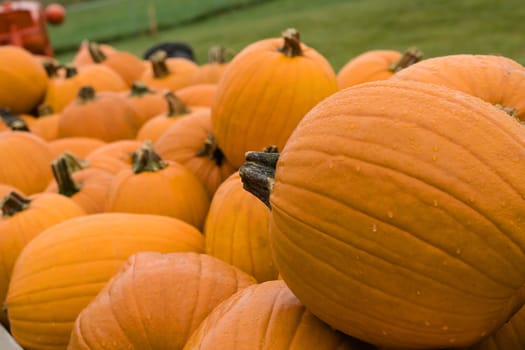 Big pile of pumpkins during the Halloween holiday.