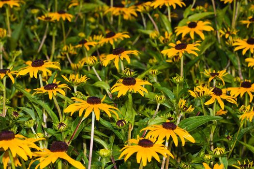 Black-eyed susan (Rudbeckia hirta), native to North America.