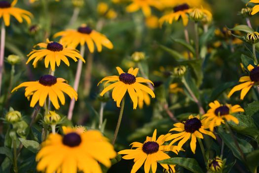 A spring field of Black Eyed Susans.