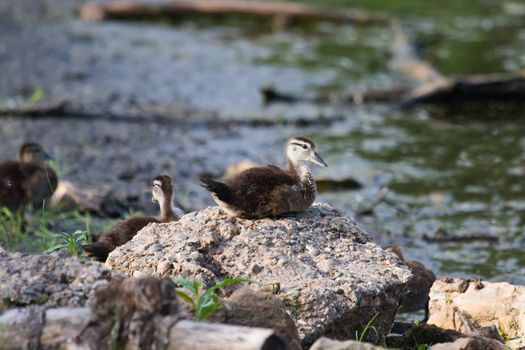 Wood Duck duckling sitting on a Rock.