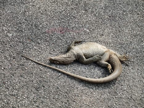 Dead iguana on the road in Malaysia