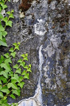 Tendrils of fresh green ivy growing across a stained and textured concrete wall. Space for text on the concrete