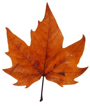 An autumn sycamore leaf, isolated on white