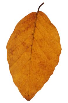 An autumn beech leaf, isolated on white