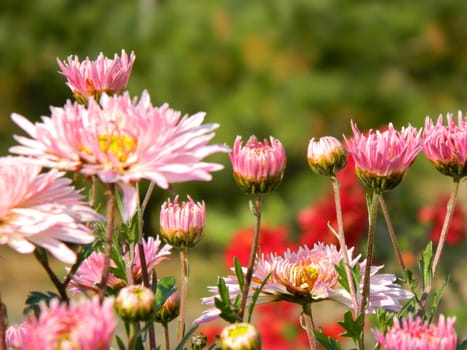 beautiful pink flowers