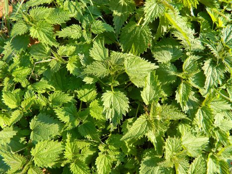 green nettle leaves