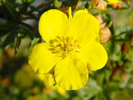 yellow flower