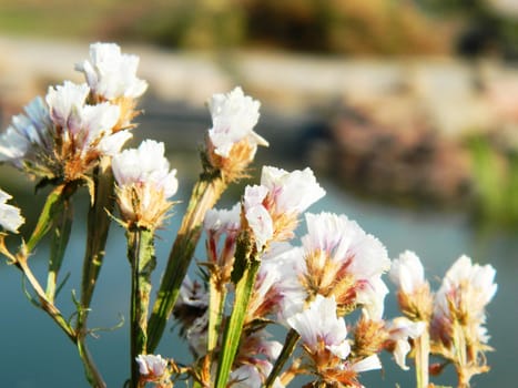 white flowers