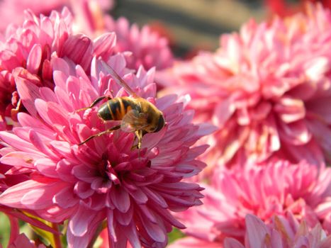 bee and flower