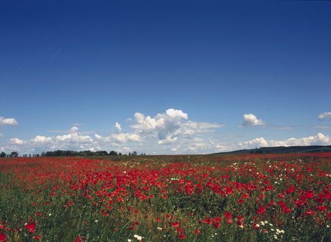 Poppy field